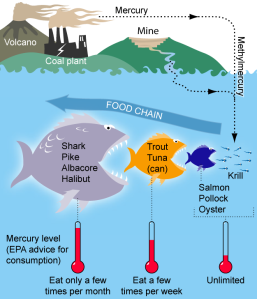 Mercury Food Chain